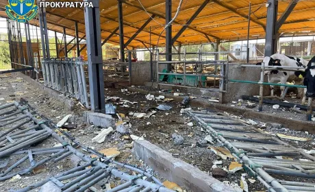 Внаслідок російських атак на Харківщині загинули понад 40 корів