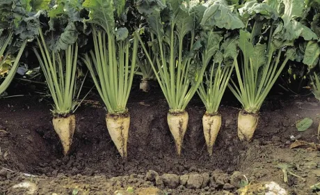 AgriAcademy запустила два безкоштовних курси про цукрові буряки
