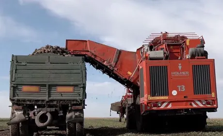 Через посуху на Вінниччині недоотримали врожай цукрового буряку