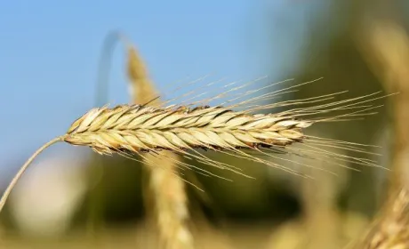 Ячмінь у липні продавати буде невигідно, – аналітики