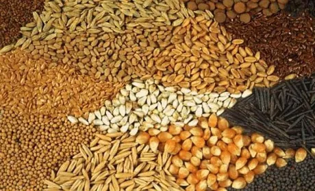 Україна збільшує експорт насіння сільськогосподарських культур