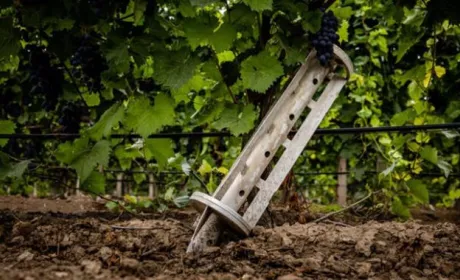 Від російських обстрілів на Одещині постраждали 7% виноградників