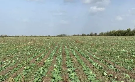 Озимий ріпак на півдні Миколаївщини в гарному стані