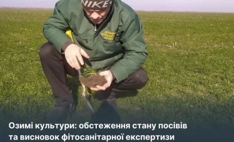Кіровоградщина: стан озимих посівів добрий та задовільний