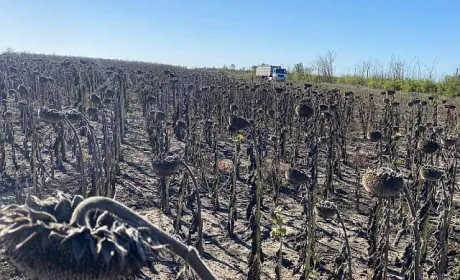 ПАЕК закінчив збирати соняшник
