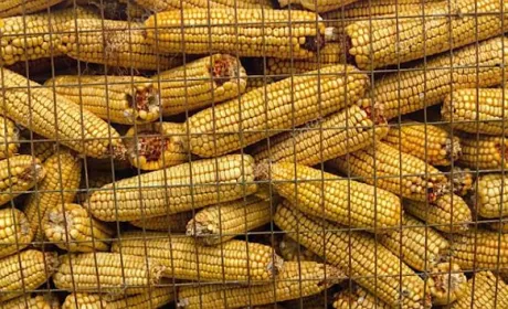 Рекордна спека зменшить експорт кукурудзи на 20%
