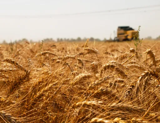 Український агроринок може рости на 20% в рік, - Бахматюк