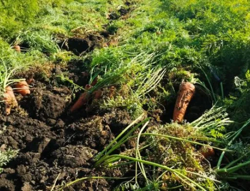 Ціни на моркву на Кіровоградщині вдвічі нижчі, ніж минулорічні