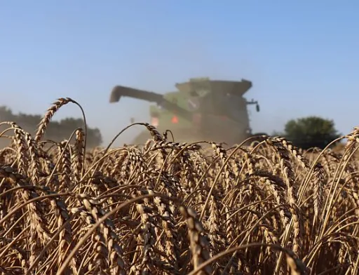 Ціни на українську пшеницю у травні зросли на 25-30%