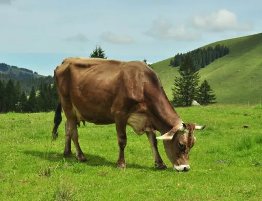 cow
