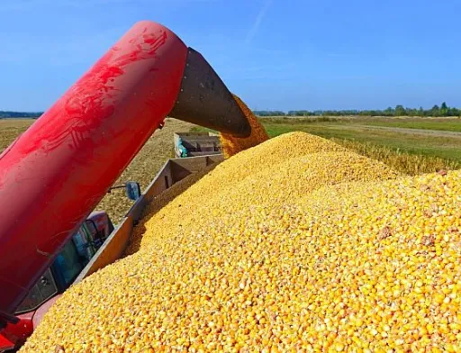Українська кукурудза користується стабільним попитом з боку Китаю