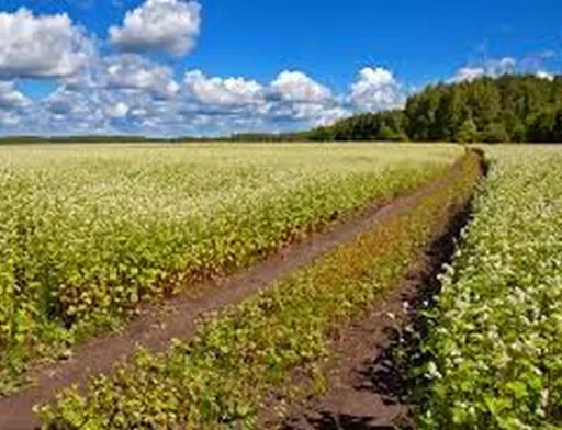 Експерти розповіли, що буде з гречкою в цьому році