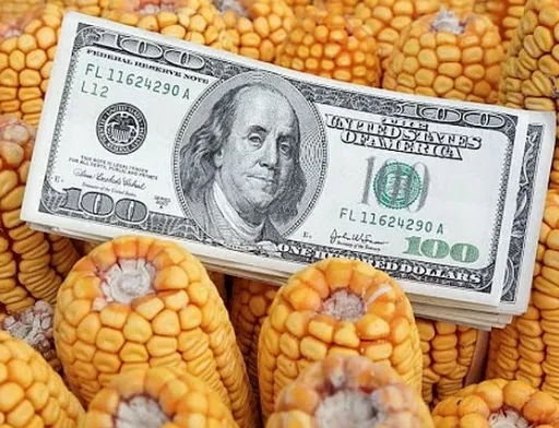 Китайські трейдери відмовились від української кукурудзи