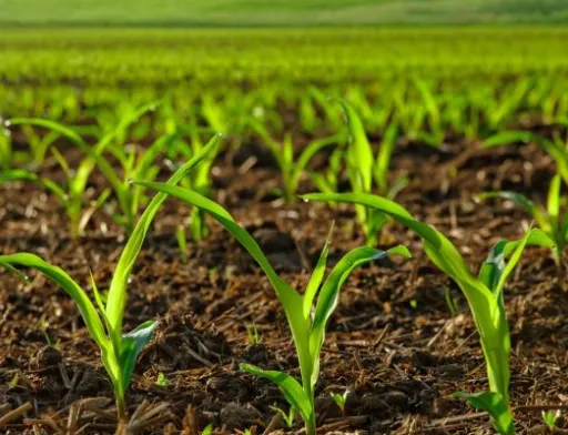 Corteva Agriscience підкоряє природу для розкриття стійкості рослин до хвороб