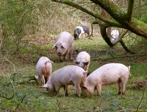pig