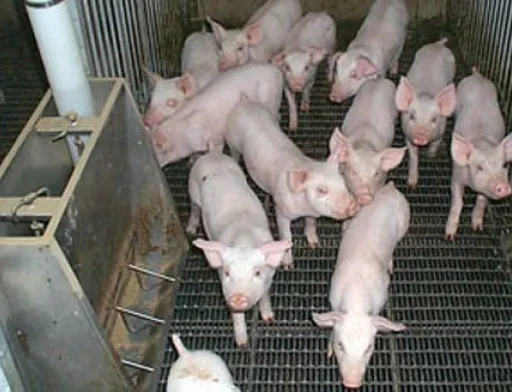 pig