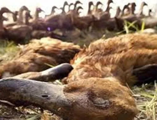 В Союзе птицеводов Украины опасаются, что как и в случае с АЧС граждане, опасаясь потерять деньги, будут умалчивать о случаях заболевания