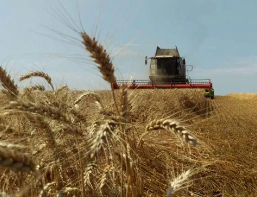 В Україні розпочато збиральну кампанію ранніх зернових культур