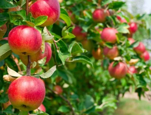 Мотивувати збирачів до високої продуктивності вдалося за рахунок високої оплати праці, причому погодинної - 30-40 грн/год
