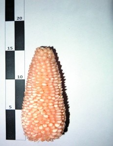 Сорт розлусної кукурудзи (рисозерний) — Рисова 645