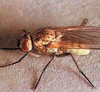 Паросткова муха