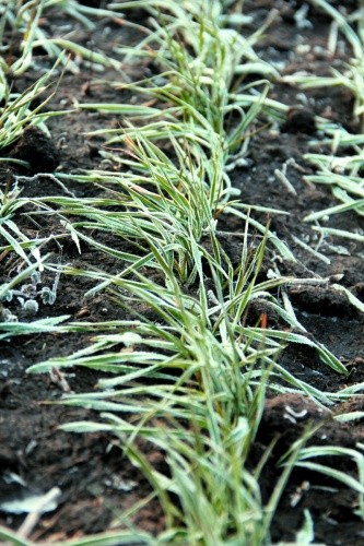 За висівання через кожні п’ять днів у період із 20 серпня по 20 вересня пошкодження озимої пшениці шведською мухою зменшилось від 16,3 до 0,9%, гессенською — від 18,4 до 0,1%