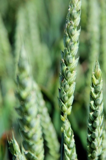 За ви­ро­щу­ван­ня пше­ниці ози­мої після го­ро­ху були отримані мак­си­мальні по­каз­ни­ки вро­жай­ності та при­бут­ко­вості з гек­та­ра землі