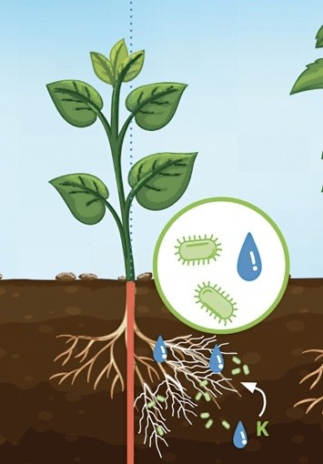 Біотрінсік i180 ПС сприяє підвищенню біодоступності поживних речовин у ґрунті та збільшує масу коренів