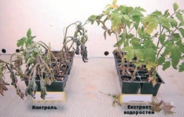 Підвищення посухостійкості томатів під впливом обробки екстрактом водоростей Acadian™.