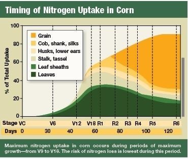 Динамика споживання азоту кукурудзою