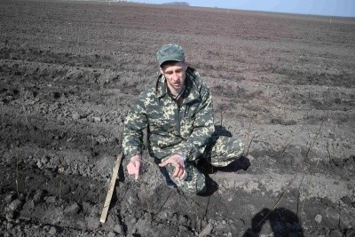 Агроном розсадника Володимир Бурсак на щойно засадженому полі