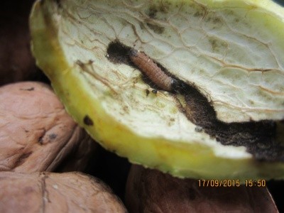 Навколоплідник горіха, що пошкоджений гусеницею яблуневої плодожерки