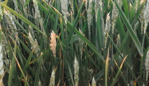 Cорти м’якої пшениці проявляють вищу стійкість проти фузаріозу