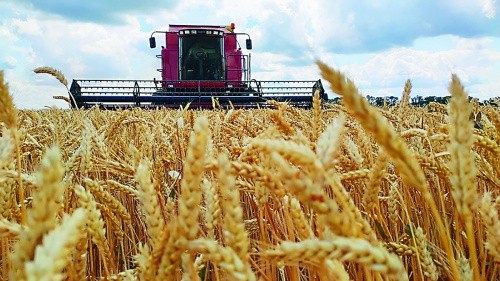 Десикацію посівів пшениці та ячменю здійснюють за середньої вологості зерна не більше 30%