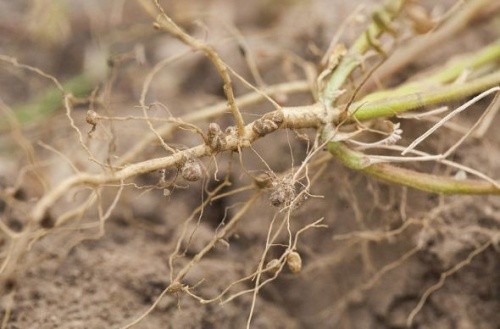 Фермери заселяють грунт або насіння бобових бактеріями, які добувають азот із повітря і роблять його доступним для рослин. Бактерії формують бульбочки на корінні рослин