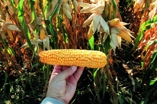 Хаотичне розміщення рядів у качані — ознака стресу кукурудзи від підвищених температур