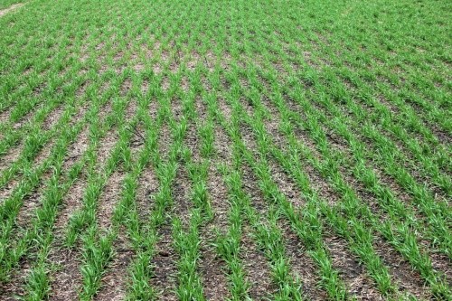У Західній Європі спостерігається тенденція до більш ранніх строків висіву пшениці озимої