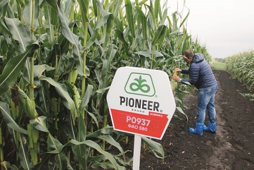 Corteva Agriscience першою в Україні зареєструвала пізньостиглий гібрид кукурудзи з ФАО 580 — Р0937