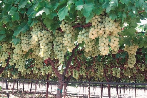 Вологозарядкові поливи винограду, як правило, здійснюють восени або рано навесні