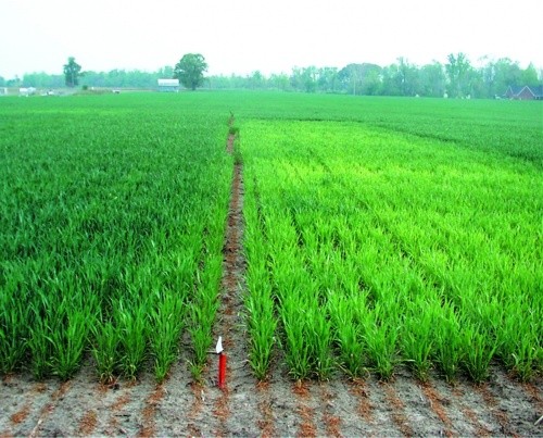 Про­яв не­стачі сірки на пше­ниці — ділян­ка пра­во­руч (фо­то R. Weisz)