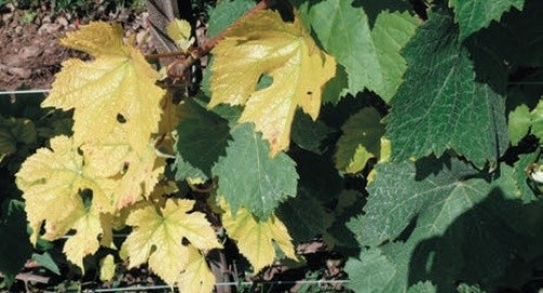 Ураження виноградного листя карбонатним хлорозом
