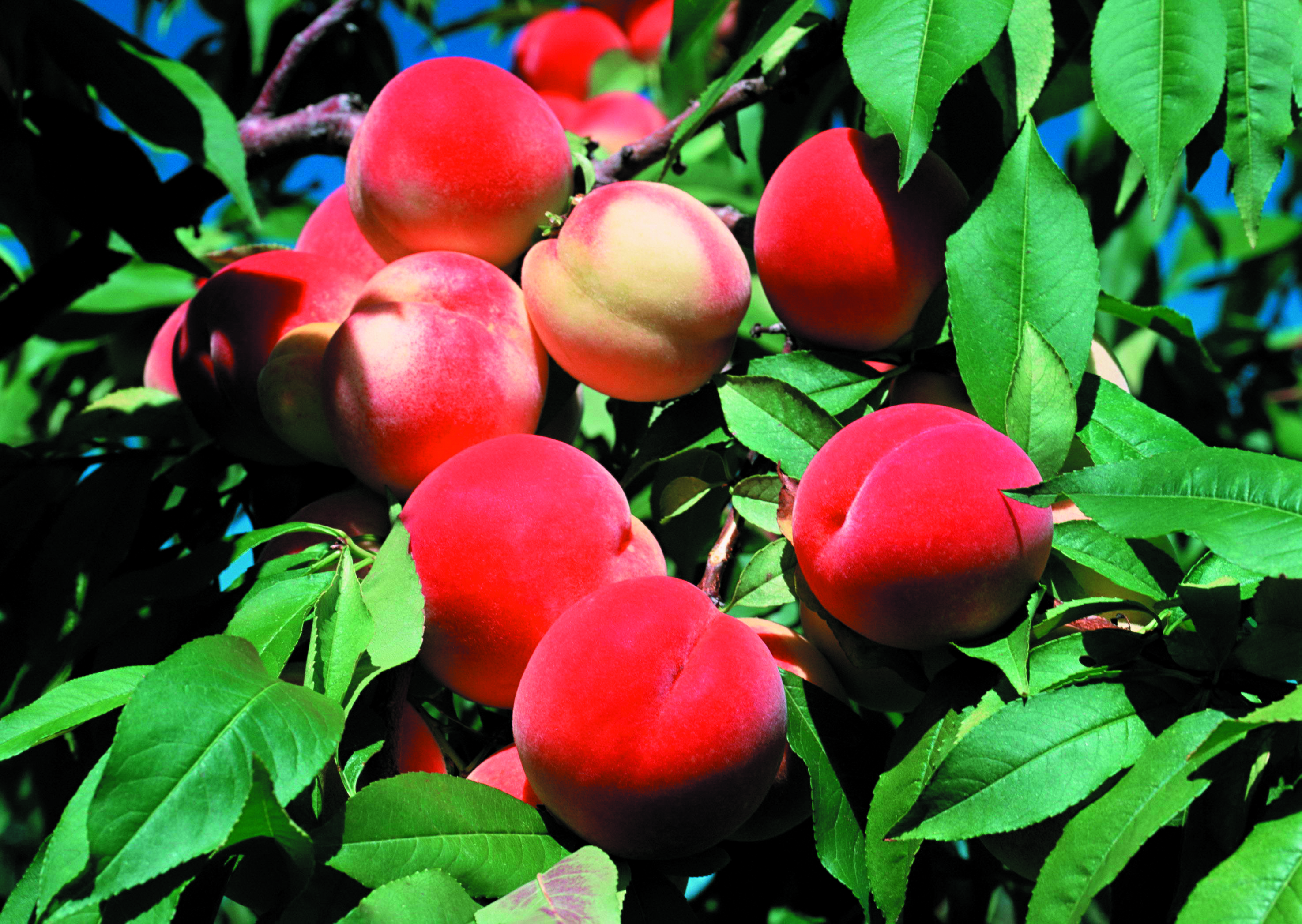 На какой год плодоносит персик