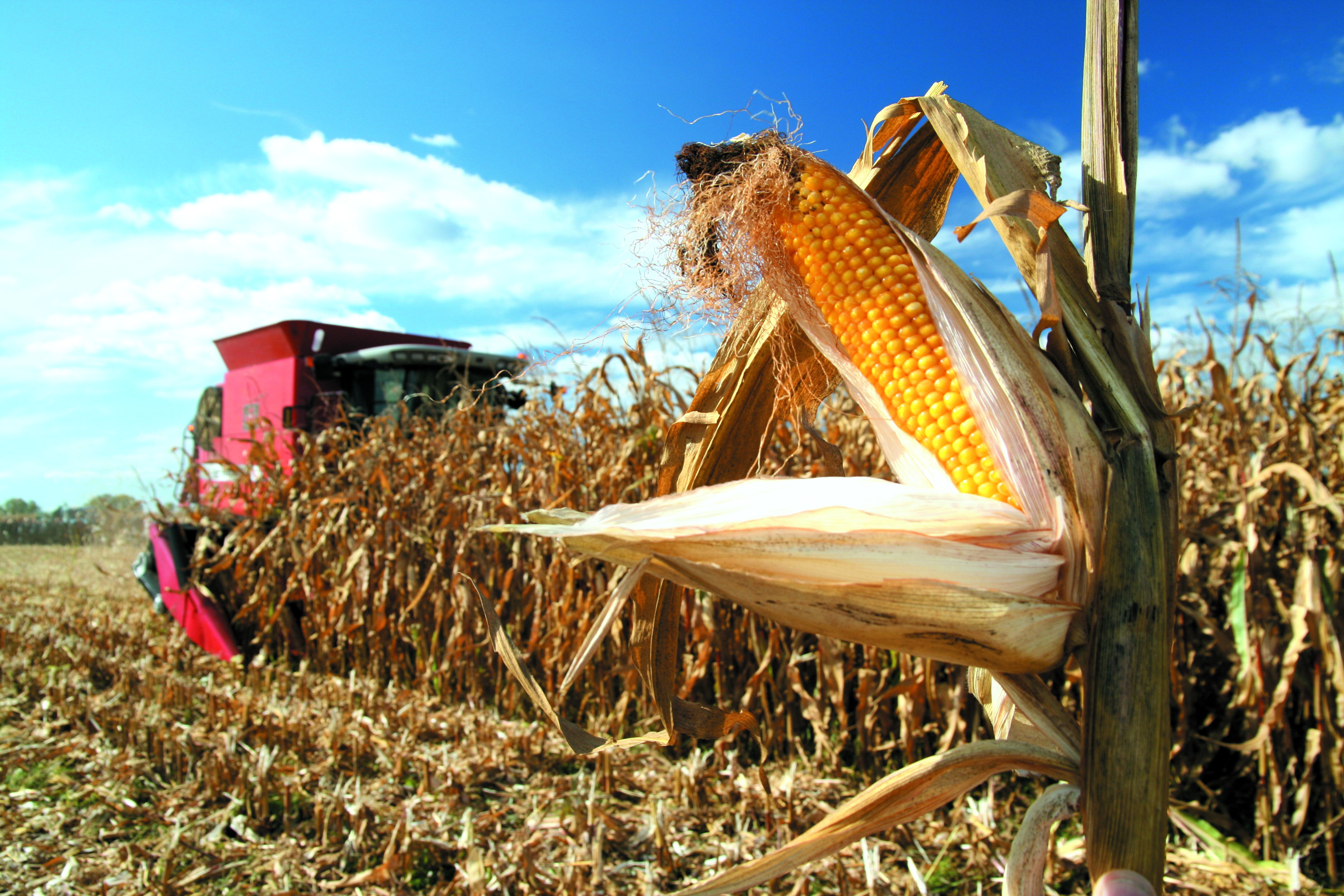 Кукуруза сбор урожая. Обмолот кукурузы. Поля уборка кукурузы и подсолнечника. Уборка кукурузы на зерно. Урожай кукурузы.