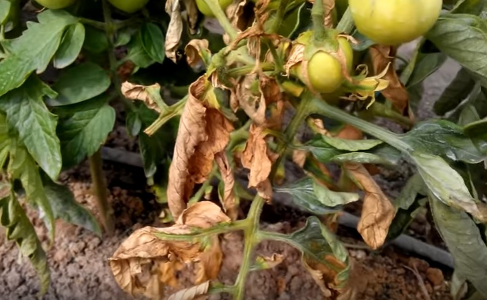 Болезни томатов в теплице описание с фотографиями и способы лечения плодов