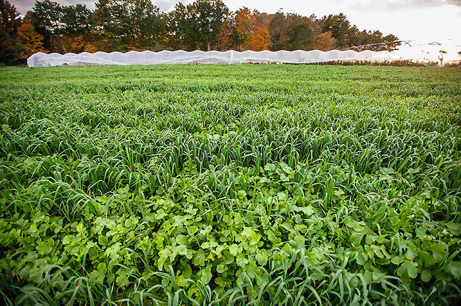 Crop на русском. Cover Crops. Crop Casma. Cover cropping. Русские эквивалент к nonlegume Cover Crops.