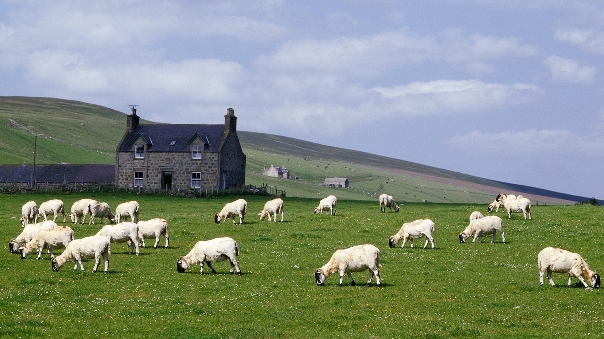 Farms in england. Сельское хозяйство Великобритании. Сельскоетхозяйство Великобритании. Северная Ирландия пастбища. Фермерское хозяйство Великобритания Шотландия.