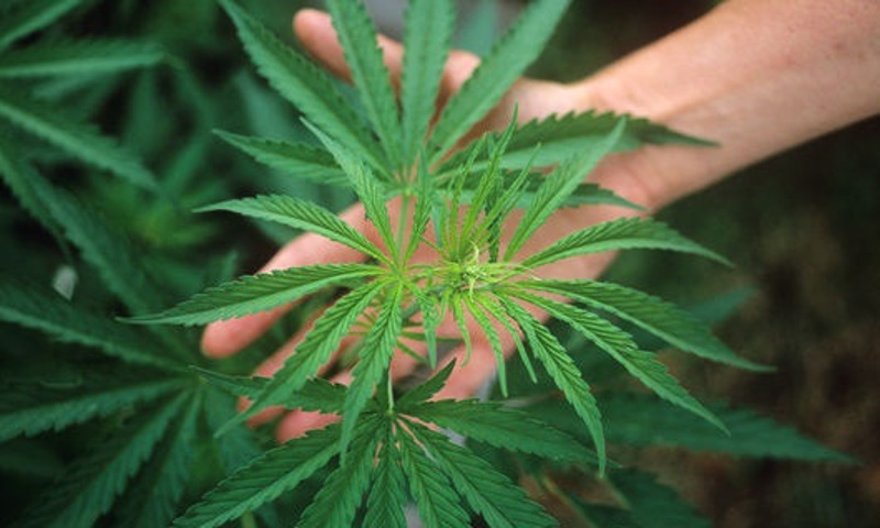 Затраты при выращивании конопли можно ли хранить марихуану