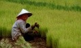 Мінсільгосп Китаю має намір виділити ряд субсидій для фермерів, які використовують органічні добрива в своєму господарстві