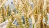 страхование пшеницы