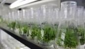 Технология микроклонального размножения растений in vitro имеет два неоспоримых преимущества - это скорость получения однородной продукции и качество посадочного материала